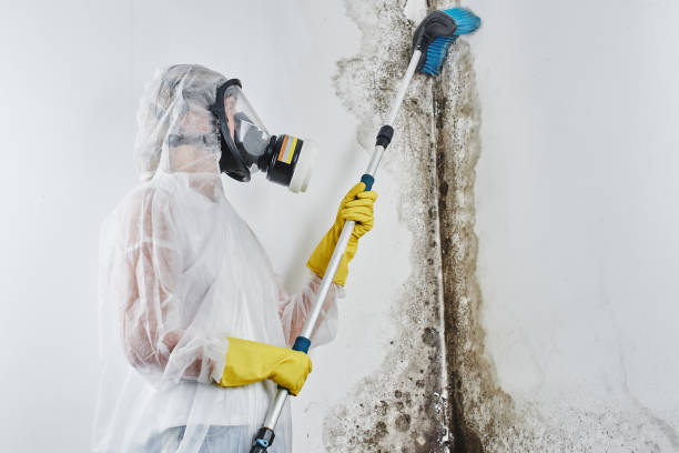 Best Local Mold Removal Service  in Quinnipiac University, CT