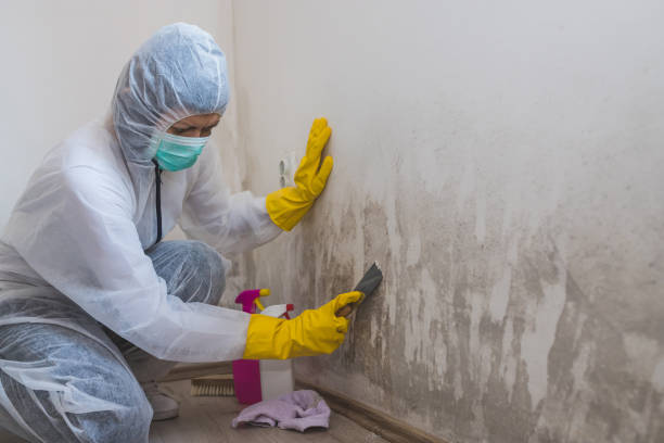 Best Best Mold Removal Companies  in Quinnipiac University, CT