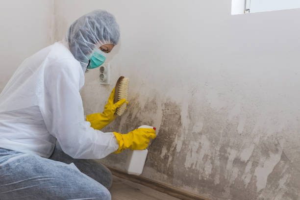 Best Attic Mold Removal  in Quinnipiac University, CT