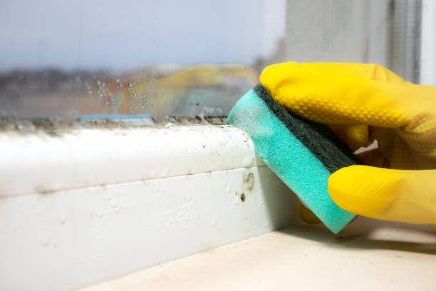 Best Certified Mold Removal  in Quinnipiac University, CT