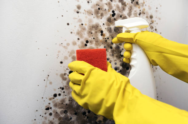 Best Fast Mold Removal  in Quinnipiac University, CT