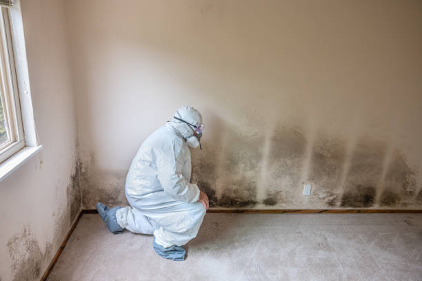Best Attic Mold Removal  in Quinnipiac University, CT