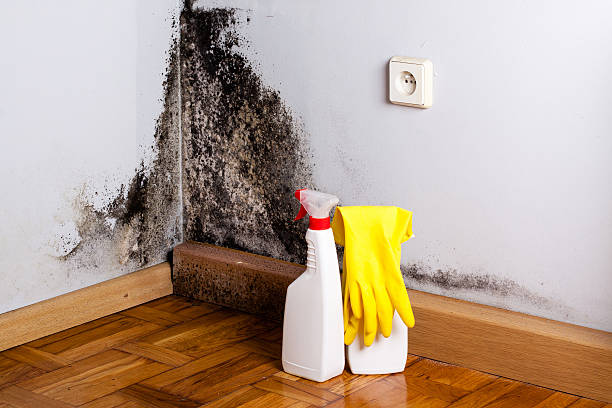 Best Office Mold Removal Services  in Quinnipiac University, CT