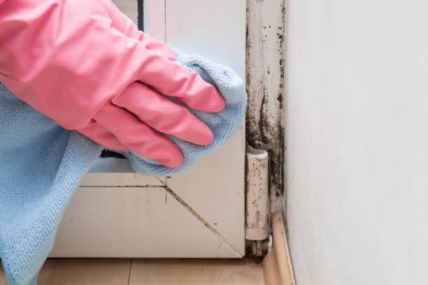 Best Mold Testing  in Quinnipiac University, CT