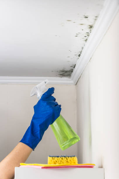 Best Toxic Mold Removal  in Quinnipiac University, CT
