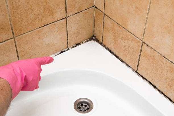 Best Residential Mold Removal  in Quinnipiac University, CT