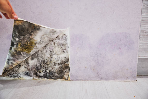 Best Mold Cleaning Services  in Quinnipiac University, CT